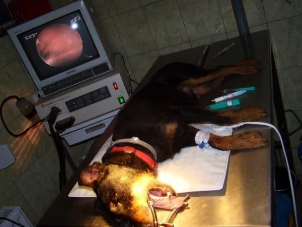 Wideogastroskopia/Bronchoskopia