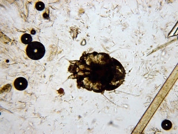Badania laboratoryjne