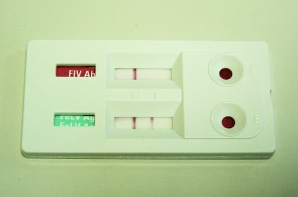 test-fiv-felv